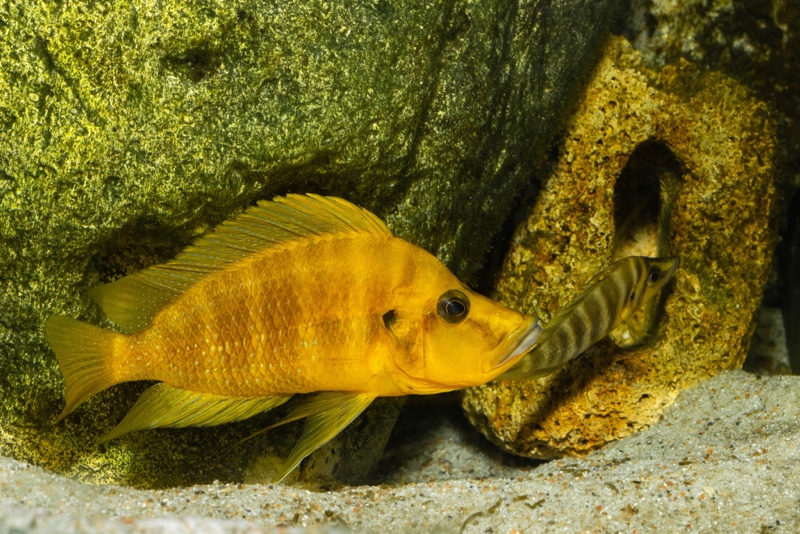 Altolamprologus compressiceps 'Rubumba'